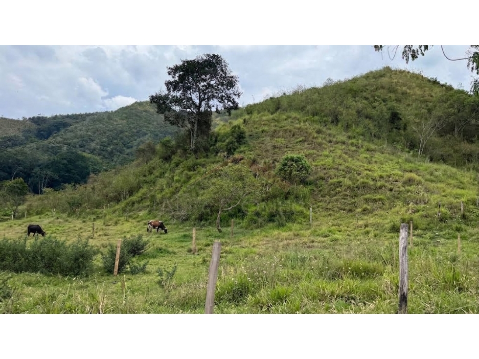 Venta de Lotes Campestres desde 1.000 m² en El Totumo Ibagué - 3
