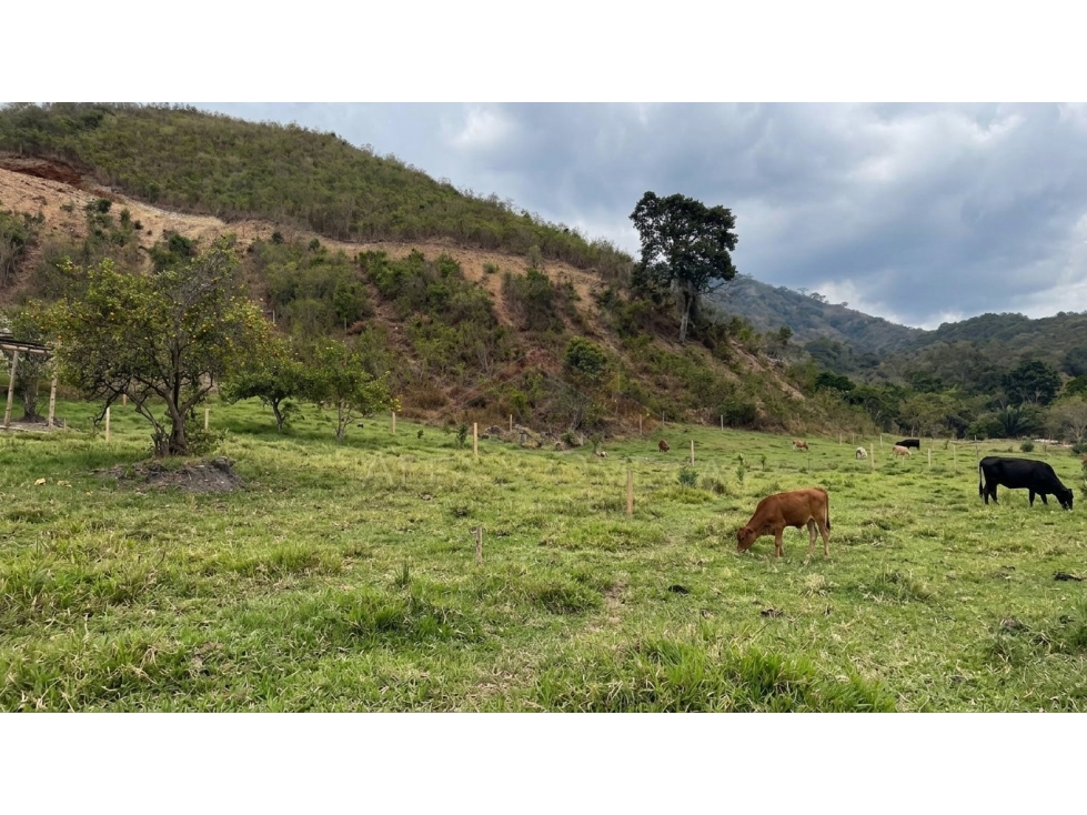 Venta de Lotes Campestres desde 1.000 m² en El Totumo Ibagué - 4