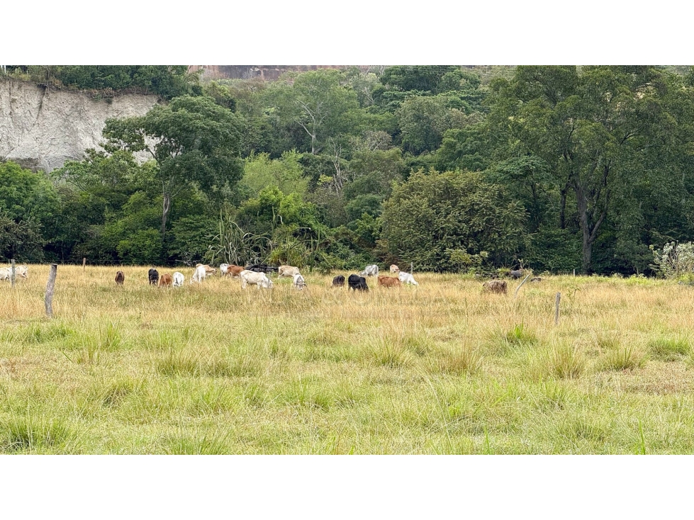 Venta de Finca de 25 Hectáreas en Gualanday, Coello Ibagué — foto 2