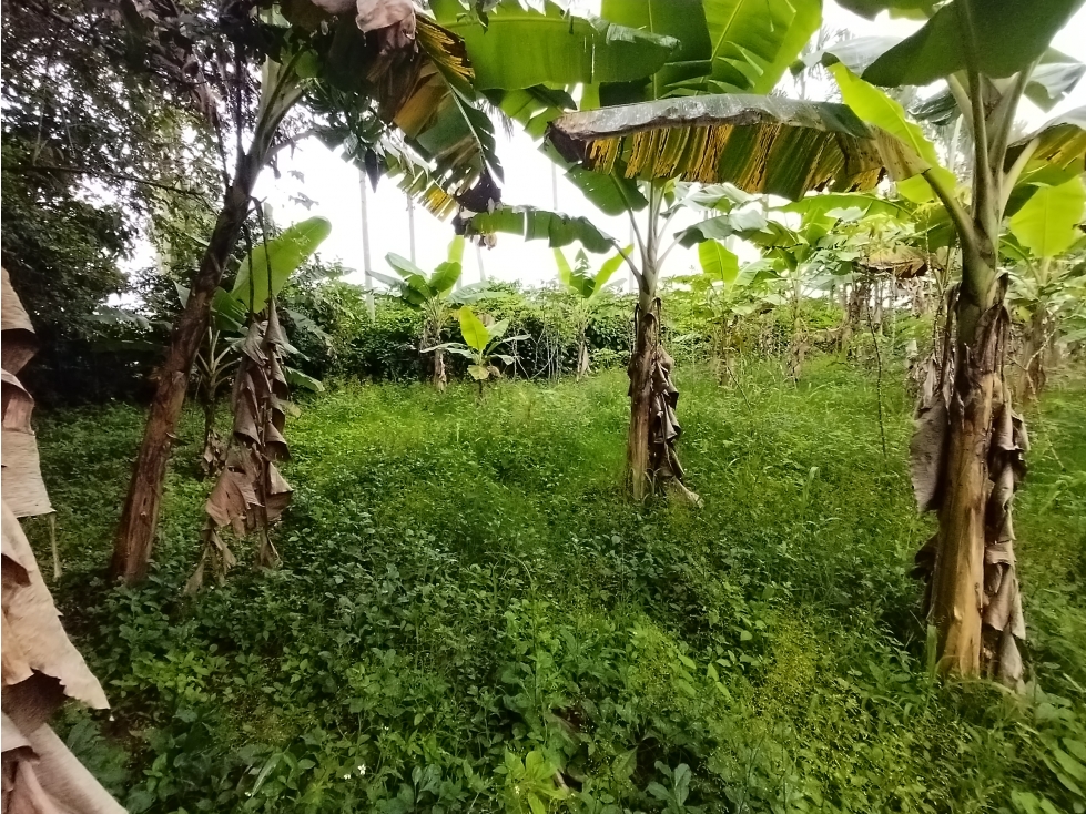 FINCA PRODUCTIVA EN VENTA PALMIRA BOLO LA ITALIA - 1