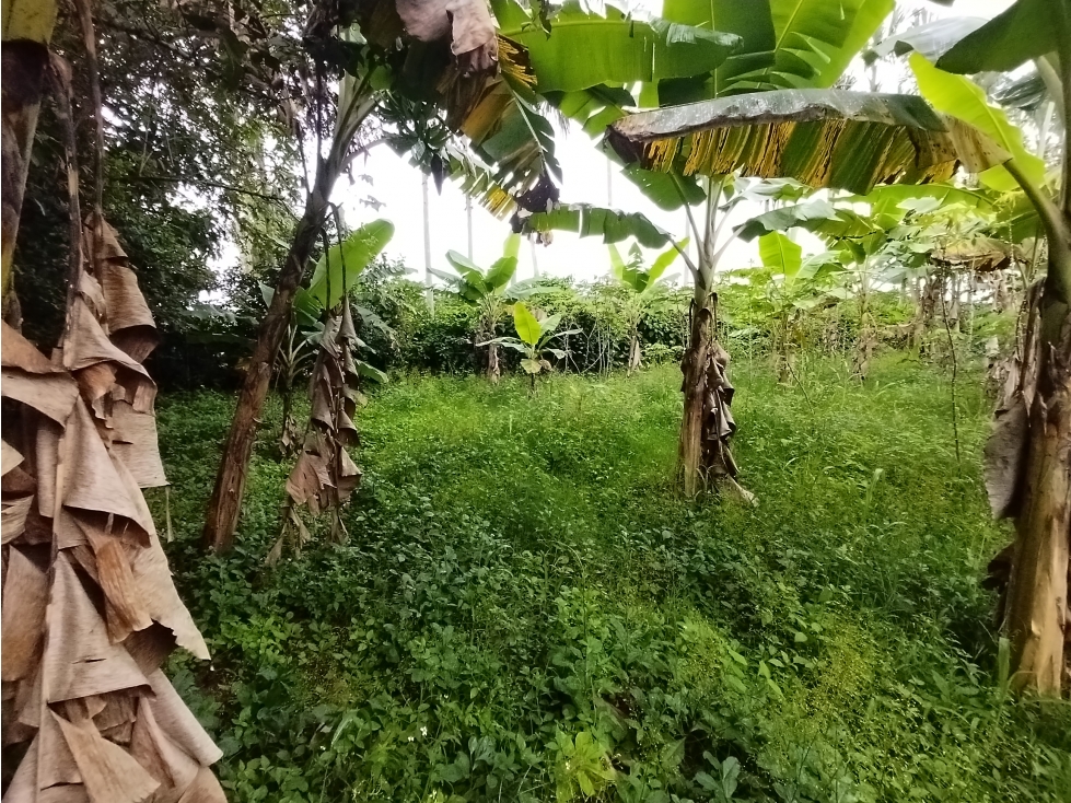 FINCA PRODUCTIVA EN VENTA PALMIRA BOLO LA ITALIA - 5