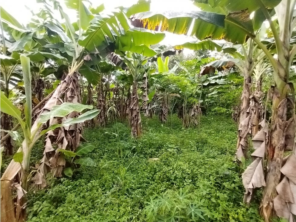 FINCA PRODUCTIVA EN VENTA PALMIRA BOLO LA ITALIA - 3