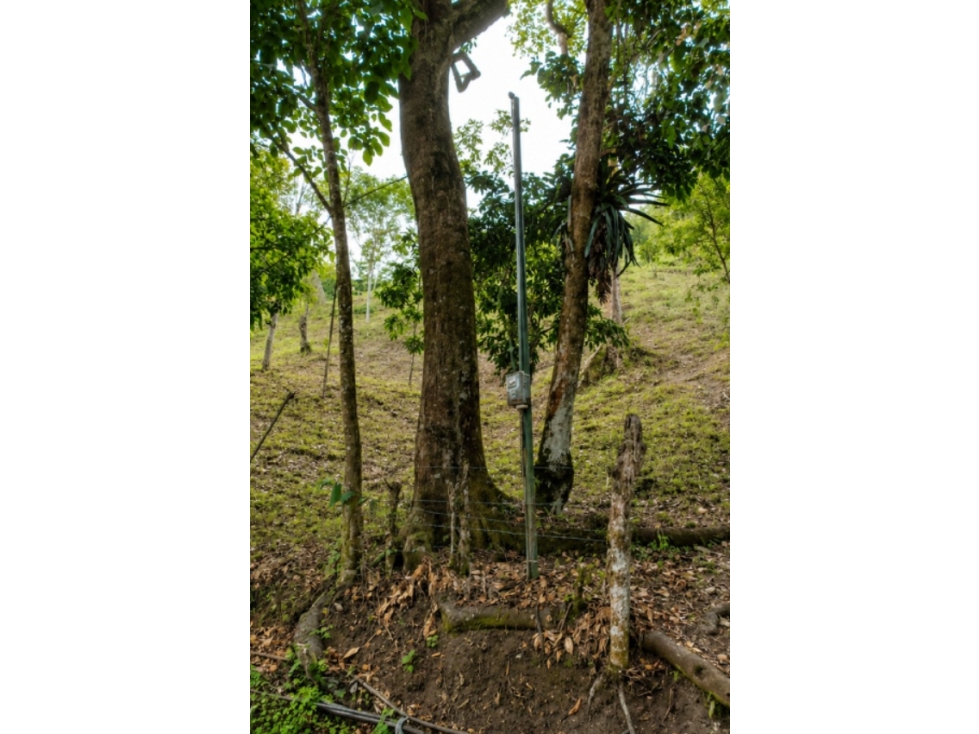 LOTE EN VENTA VEREDA EL CASTILLO, EL CERRITO, VALLE DEL CAUCA — foto 5