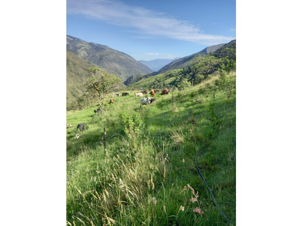 FINCA PRODUCTIVA EN VENTA TENERIFE EL CERRITO VALLE 254 Hectáreas — foto 5