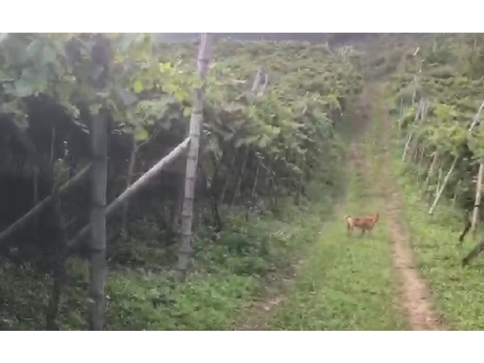 LOTE CAMPESTRE EN VENTA EN GINEBRA VALLE DEL CAUCA — foto 3