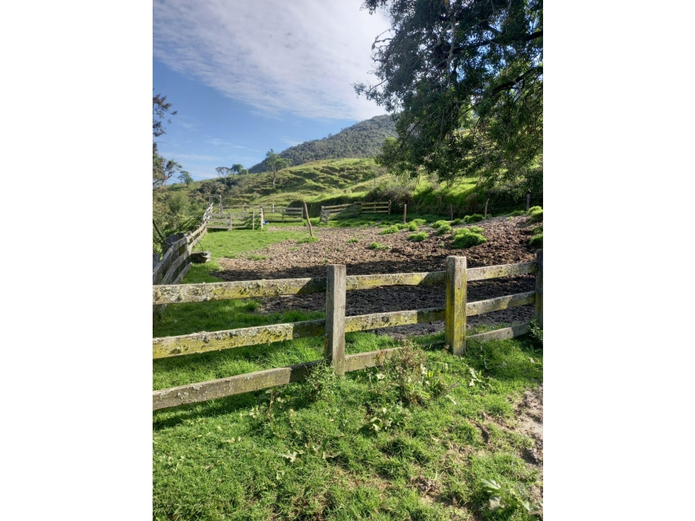 FINCA PRODUCTIVA EN VENTA TENERIFE EL CERRITO VALLE 254 Hectáreas — foto 4