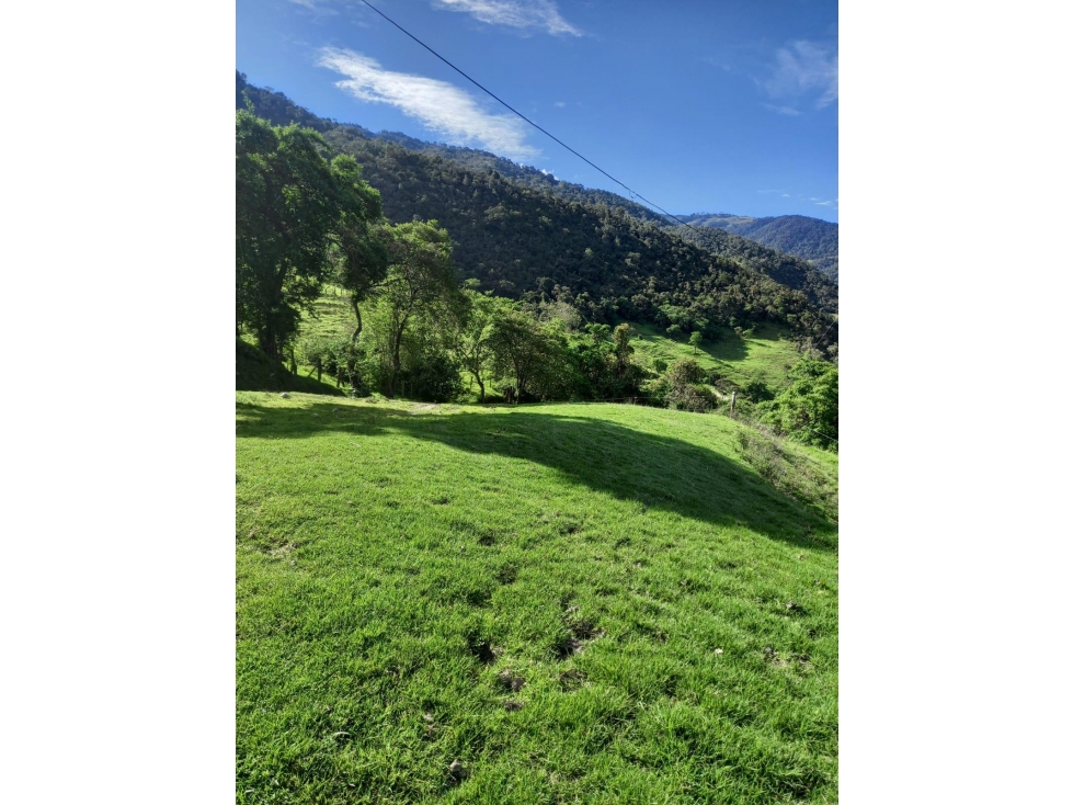 FINCA PRODUCTIVA EN VENTA TENERIFE EL CERRITO VALLE 254 Hectáreas — foto 3