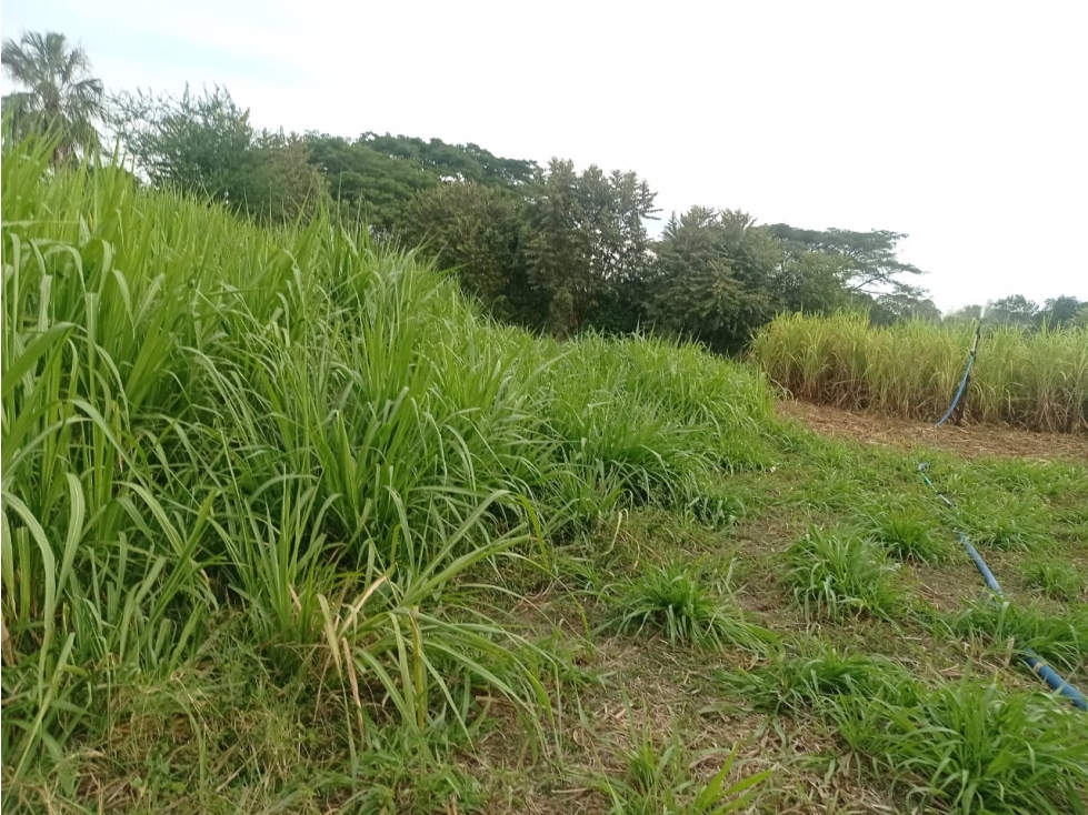 LOTE CAMPESTRE EN VENTA VÍA PALMIRA-CERRITO CERCA A LA PANAMERICANA - 5
