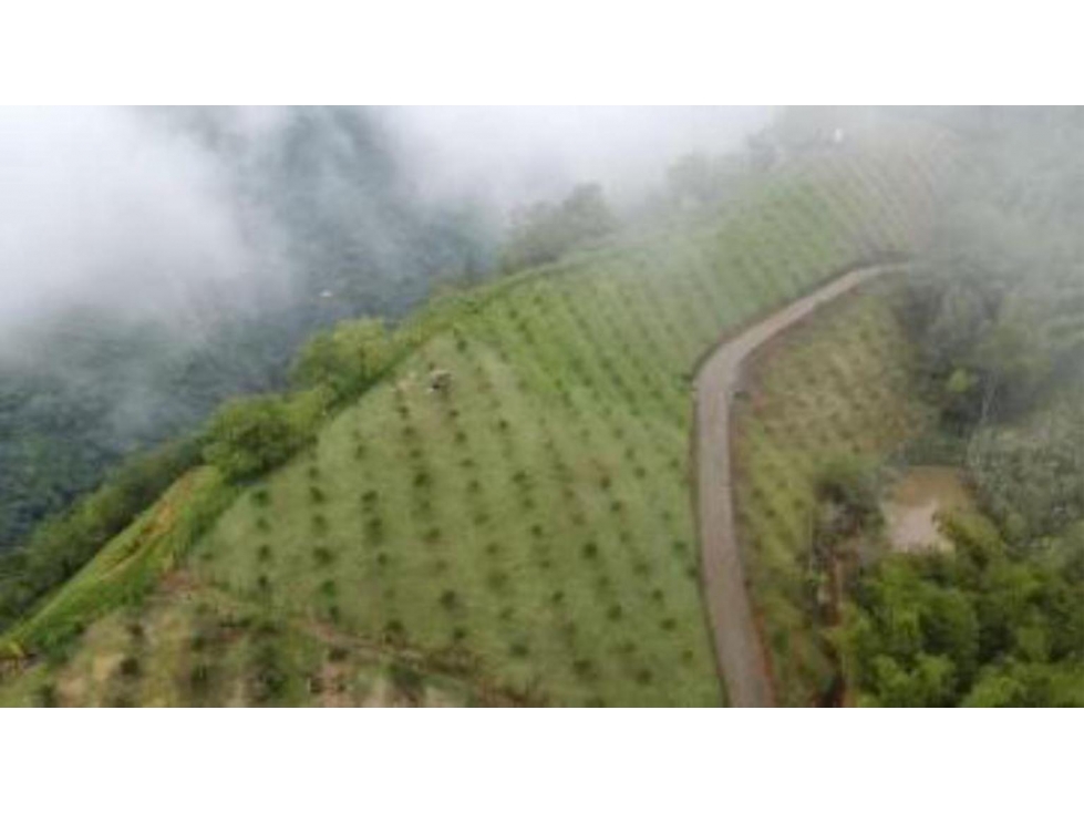 FINCA EN VENTA EN VENECIA ANTIOQUIA SUR OCCIDENTE ANTIOQUEÑO - 6