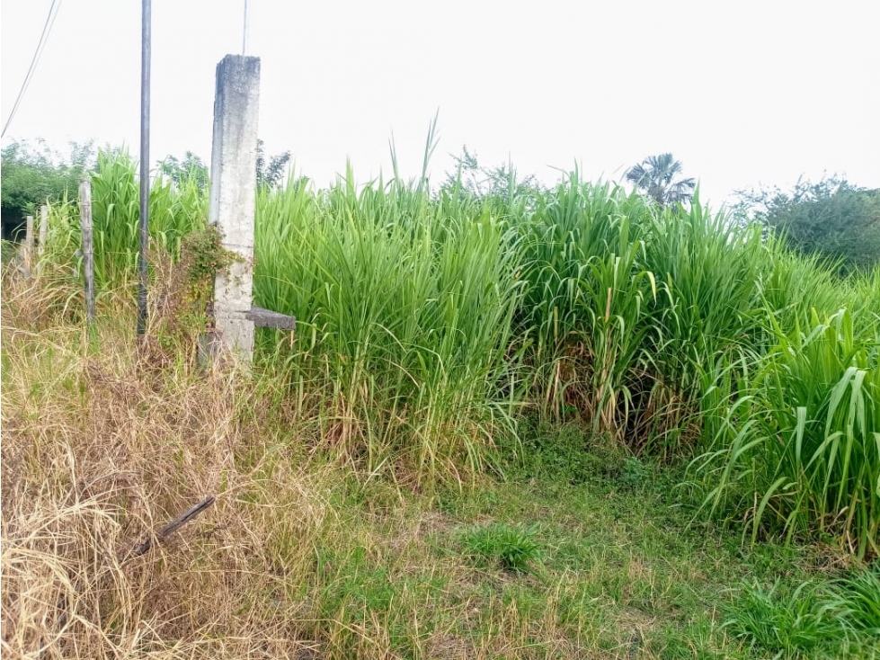 LOTE CAMPESTRE EN VENTA VÍA PALMIRA-CERRITO CERCA A LA PANAMERICANA - 1