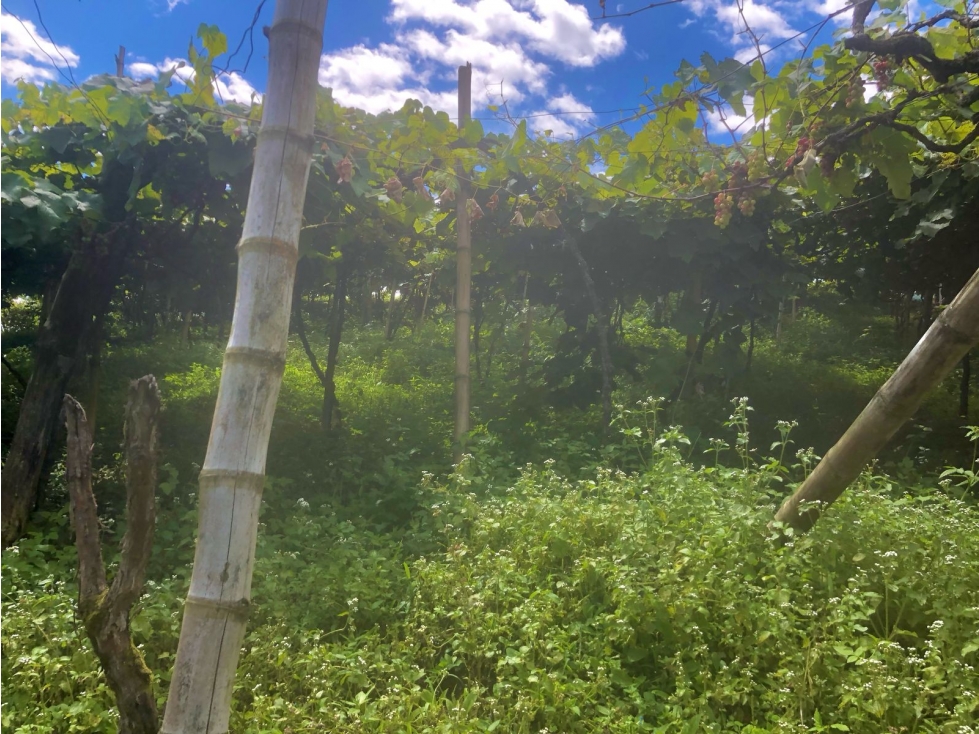 LOTE CAMPESTRE EN VENTA EN GINEBRA VALLE DEL CAUCA