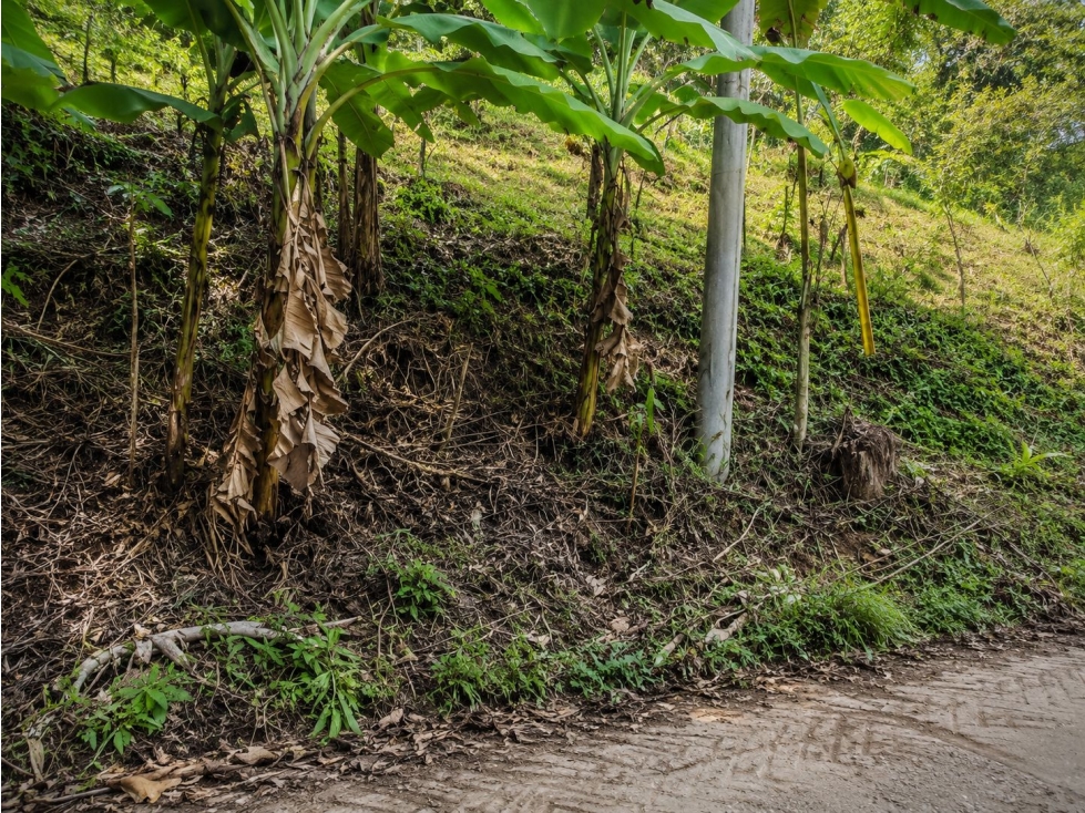 LOTE EN VENTA VEREDA EL CASTILLO, EL CERRITO, VALLE DEL CAUCA — foto 3