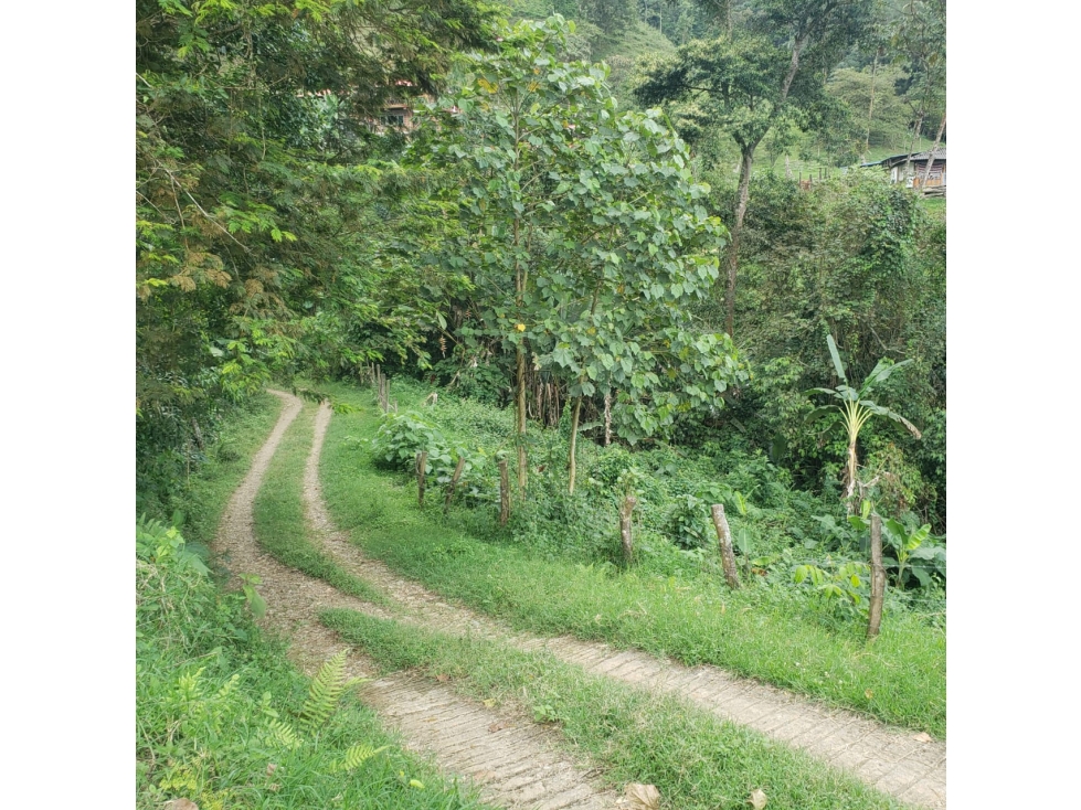 LOTE CAMPESTRE EN VENTA EL CASTLLO CERRITO VALLE DEL CAUCA — foto 5