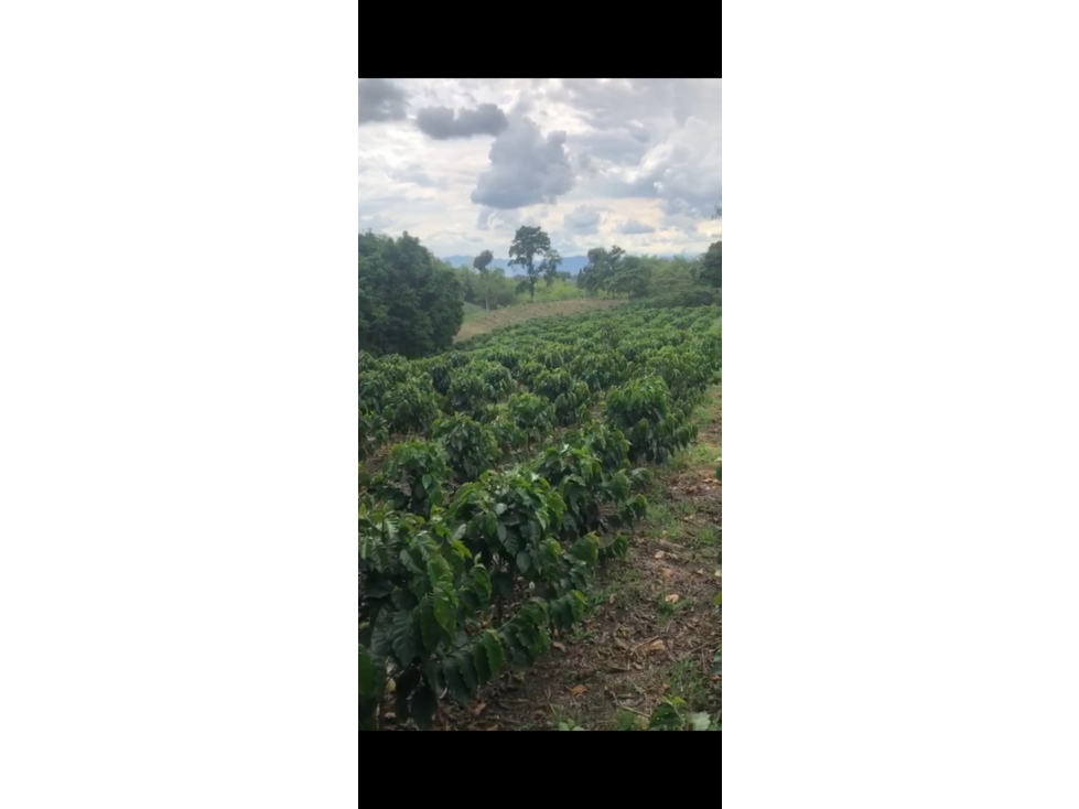 Se vende finca cafetera entre Circasia y Montenegro, Quindío. — foto 6