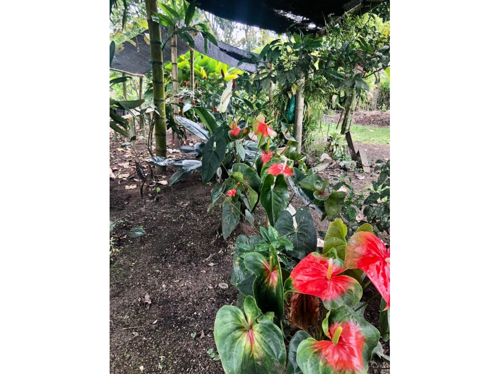 Se vende finca cafetera entre Circasia y Montenegro, Quindío. — foto 5