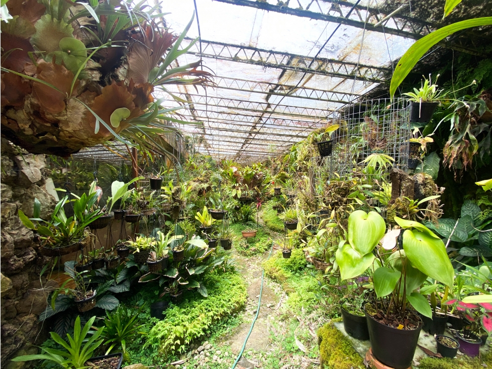 Naturaleza en casa.