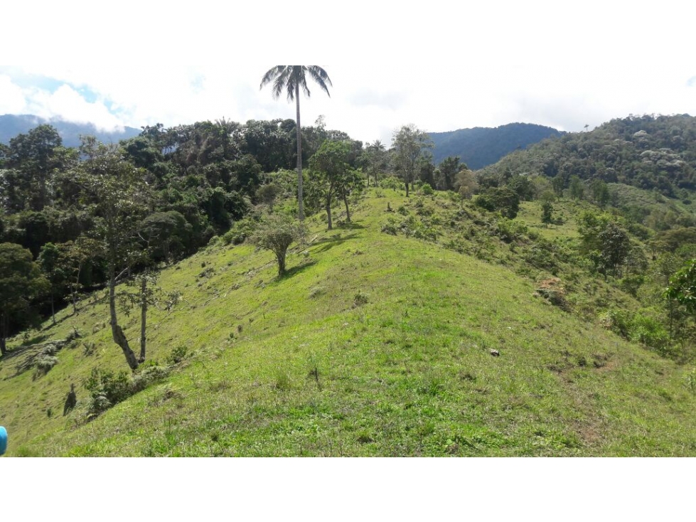 finca en buga valle vereda el placer nogales - 2