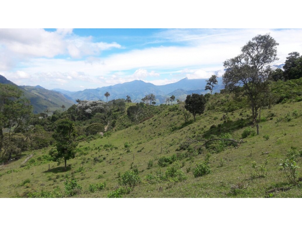 finca en buga valle vereda el placer nogales - 4