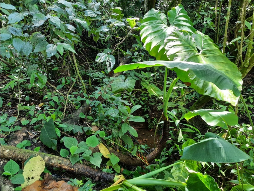 Venta de Lotes en Jericó Antioquia vereda Estrella Nueva - 4