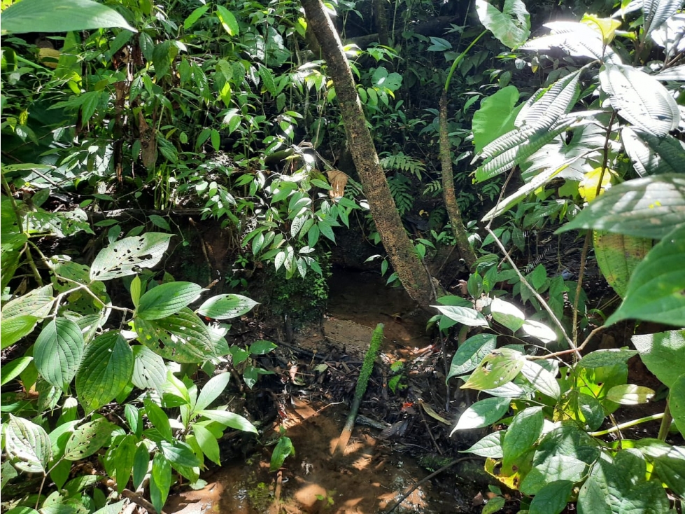 Venta de Lotes en Jericó Antioquia vereda Estrella Nueva - 5