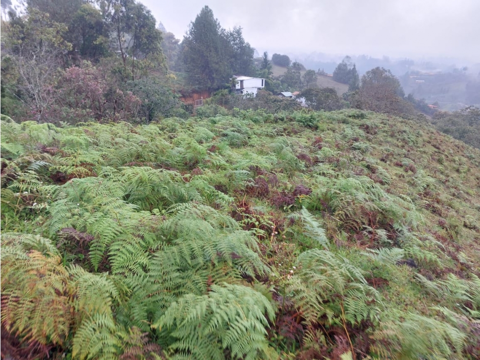 Venta de lote en la vereda San Jose en Guarne Antioquia — foto 3