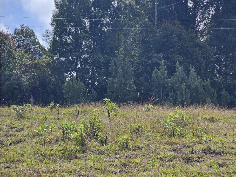 Venta de Lote en Guarne Antioquia sector La Brizuela — foto 4
