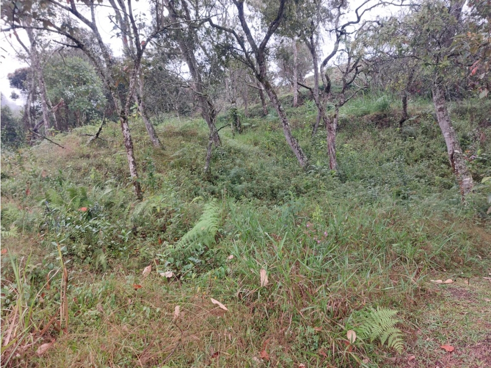 Venta de lote en la vereda San Jose en Guarne Antioquia — foto 6