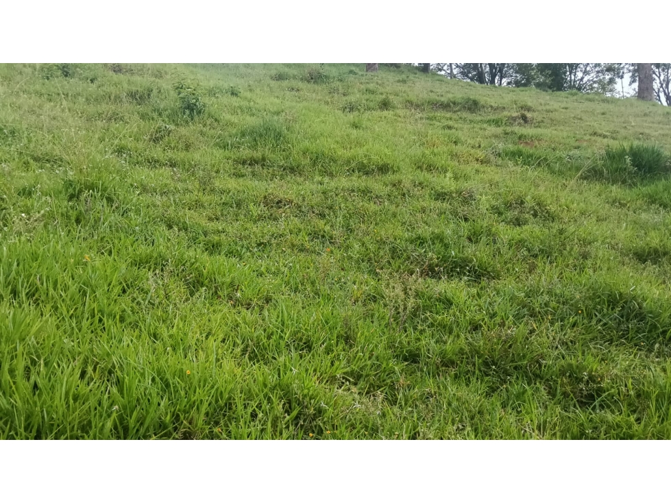 LOTE EN VENTA SECTOR EL TOTUMO GIRARDOTA