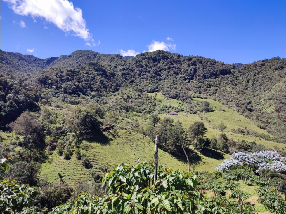 vendo finca en Sonsón Antioquia, aguas cristalinas, bosques, aire puro - 2