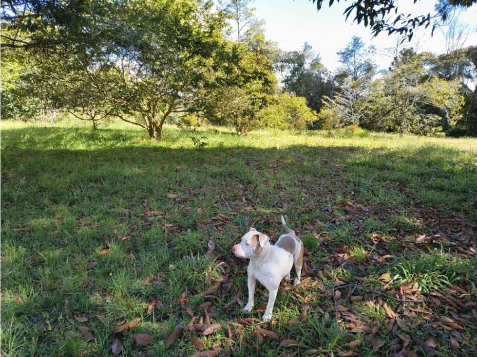 Lotes Exclusivos en Llanogrande Vilachuaga | 3.300 m²