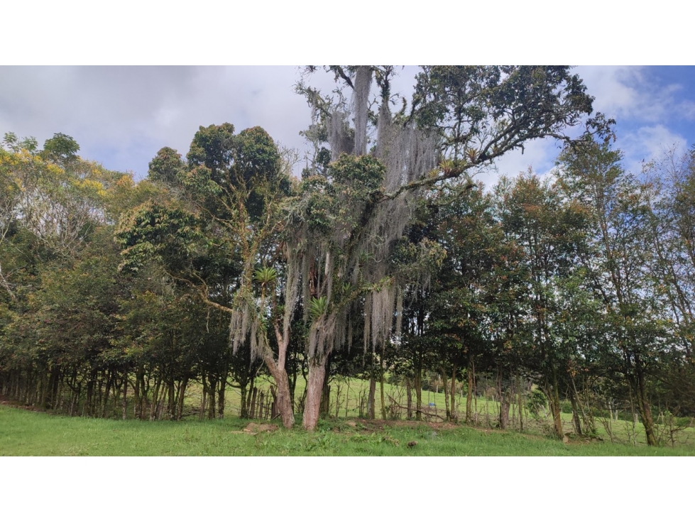 Vendo lote Rionegro Antioquia Rancherías aeropuerto.SM — foto 4