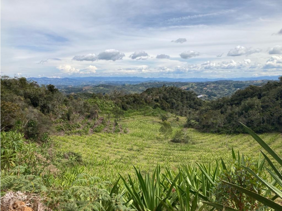 Finca en venta en San Vicente Ferrer 17,5 HA la Magdalena. — foto 2