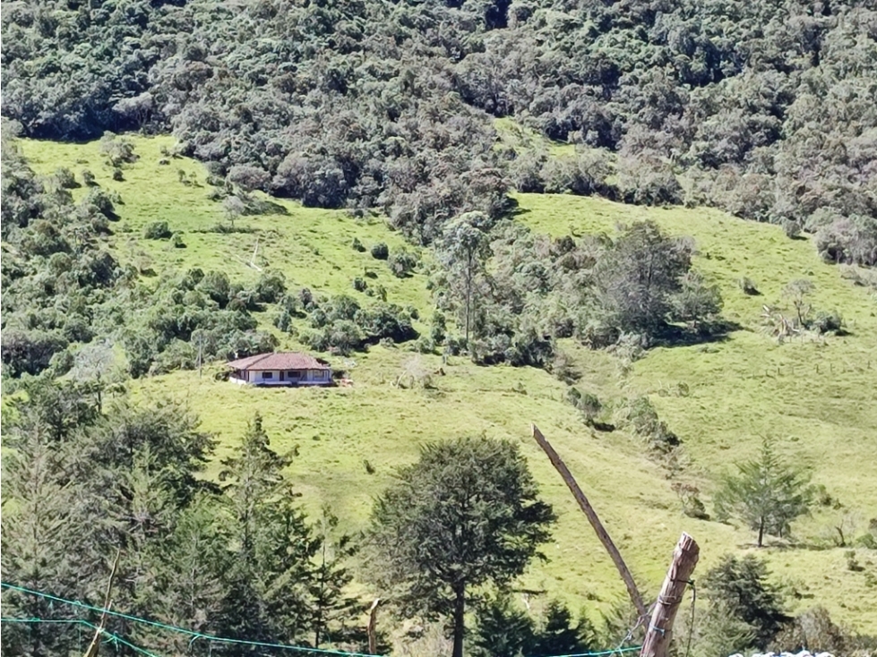 vendo finca en Sonsón Antioquia, aguas cristalinas, bosques, aire puro - 3