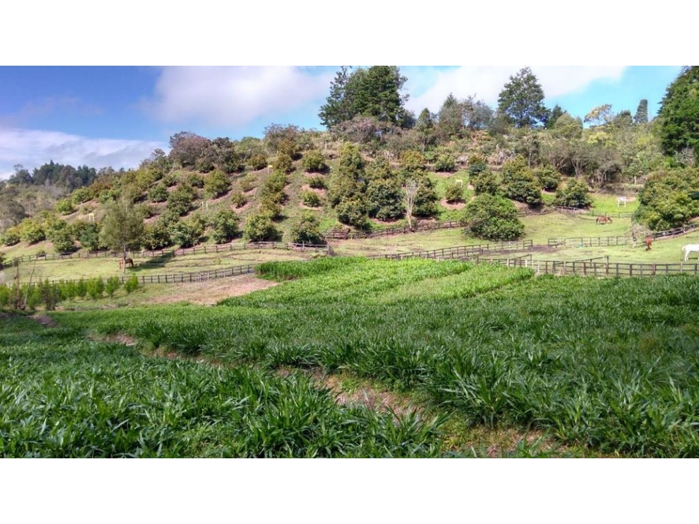 Vendo finca Rionegro sector el Carmin 2.8 H.A — foto 5