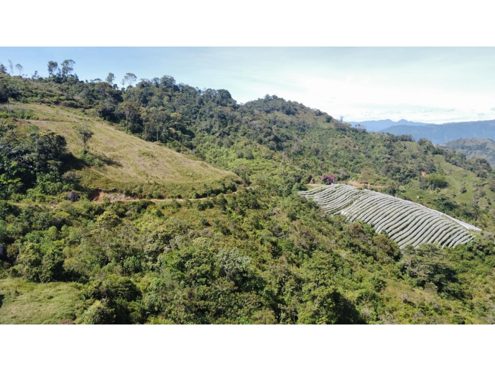 Finca productiva en venta en Granada Antioquia 27 hectáreas - 2