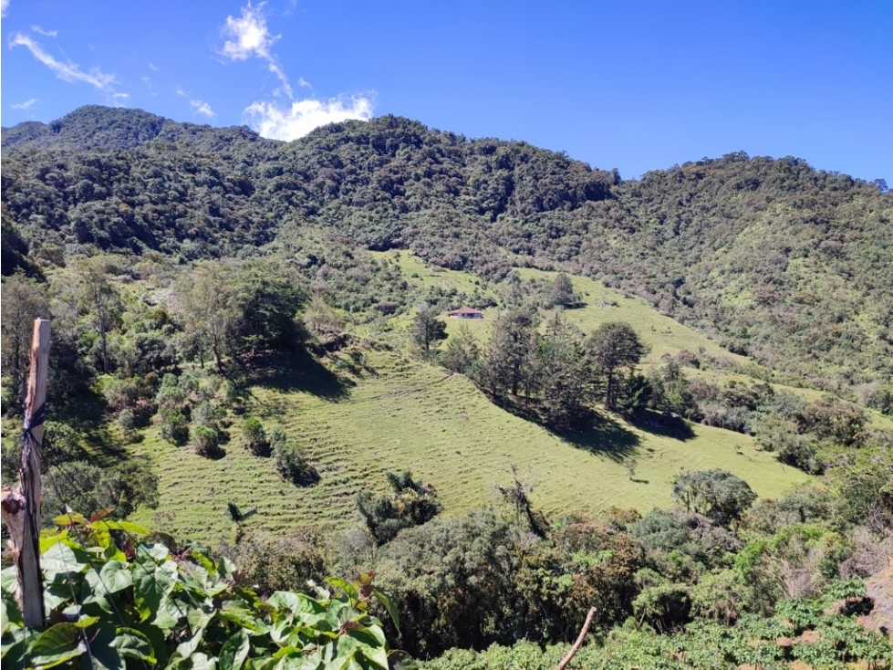 vendo finca en Sonsón Antioquia, aguas cristalinas, bosques, aire puro - 4