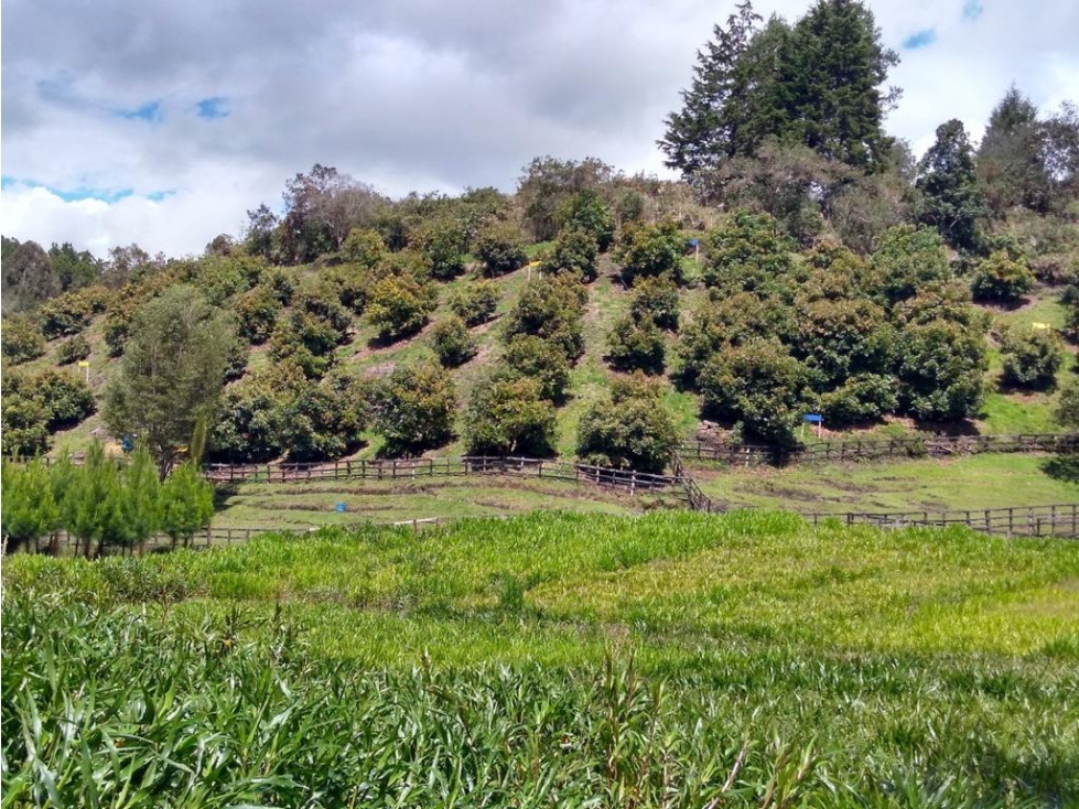 Vendo finca Rionegro sector el Carmin 2.8 H.A — foto 6