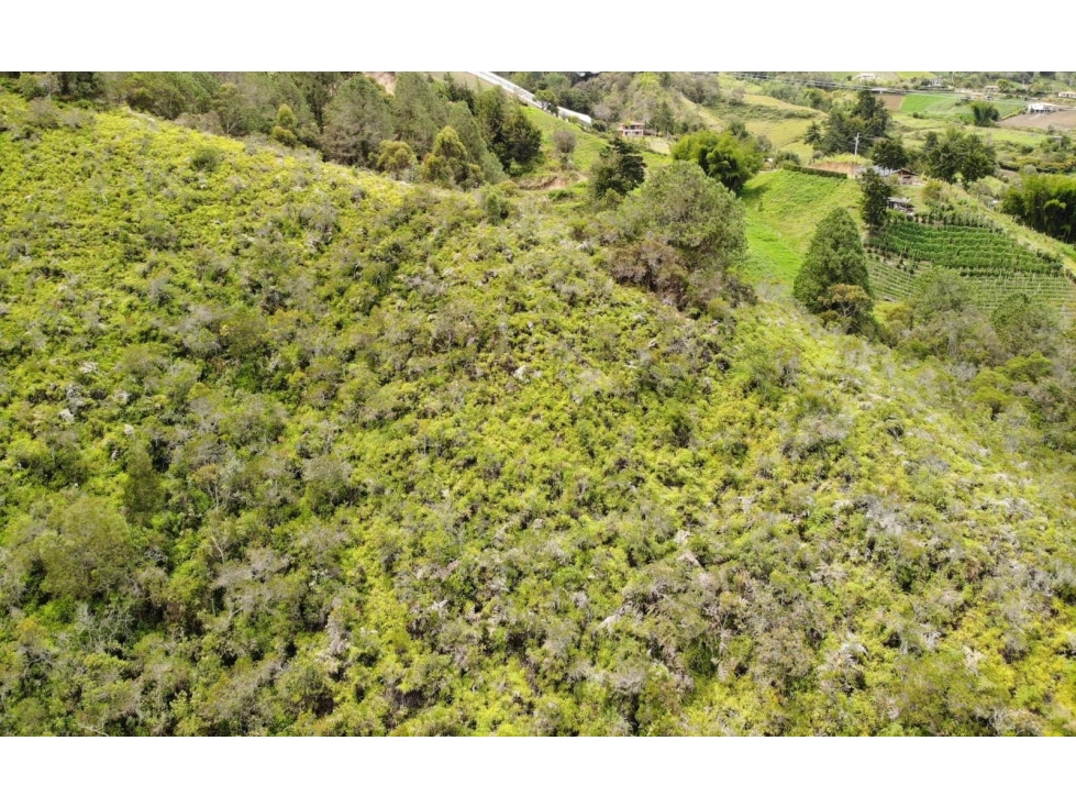 Eco Lote de 37.788 m² con Bosque y Nacimiento de Agua Marinilla — foto 3