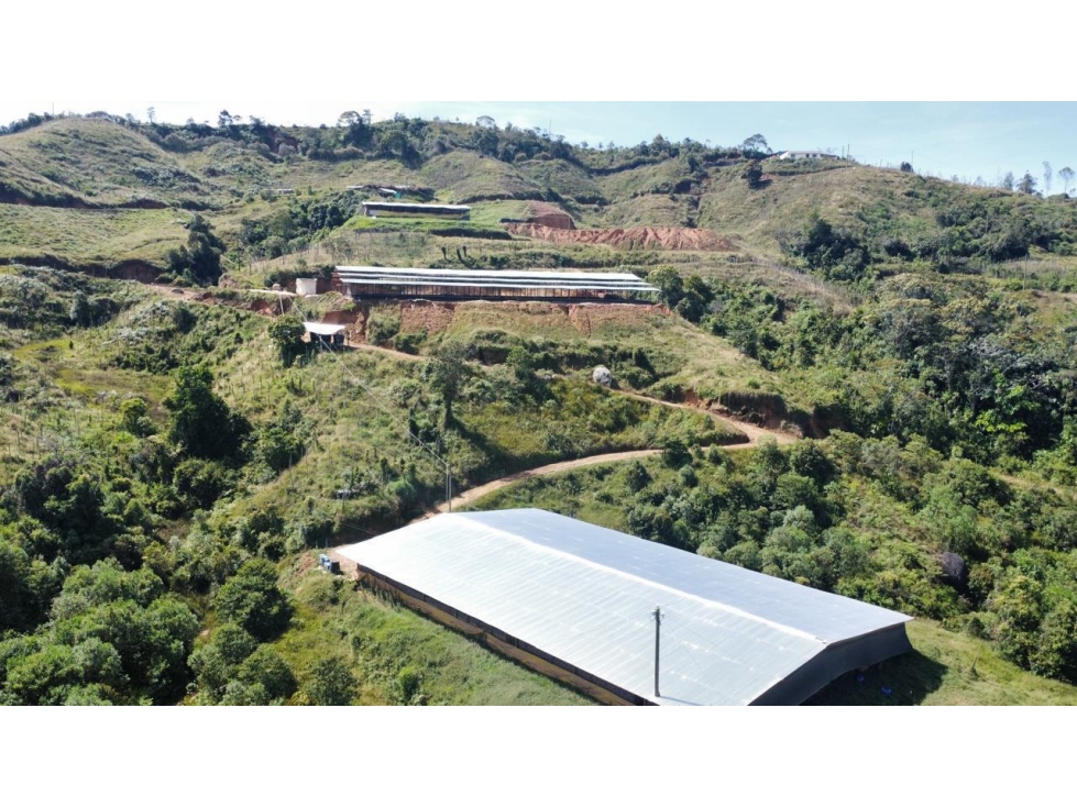 Finca productiva en venta en Granada Antioquia 27 hectáreas - 3