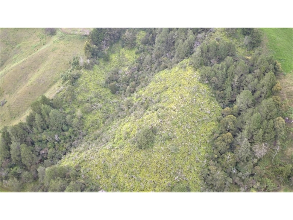 Eco Lote de 37.788 m² con Bosque y Nacimiento de Agua Marinilla — foto 4