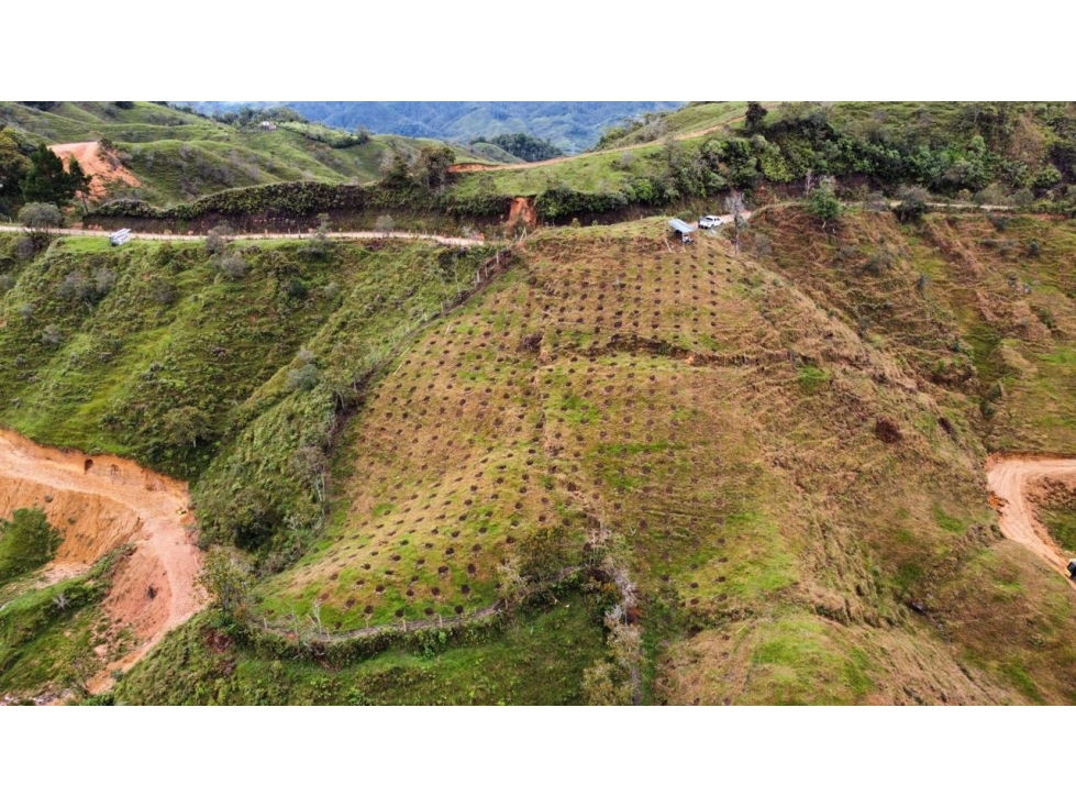 Finca productiva en venta en Granada Antioquia 27 hectáreas - 4