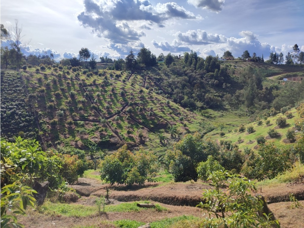 finca en venta Rionegro Antioquia con sembrado de Aguacate OR — foto 5