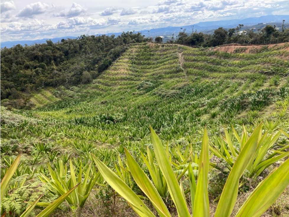 Finca en venta en San Vicente Ferrer 17,5 HA la Magdalena. — foto 4