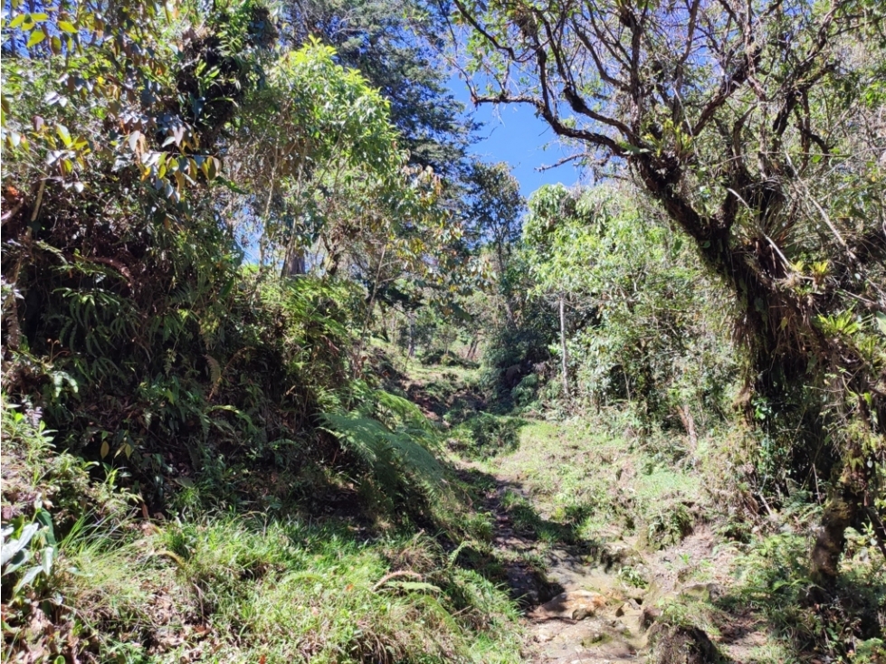 vendo finca en Sonsón Antioquia, aguas cristalinas, bosques, aire puro - 6