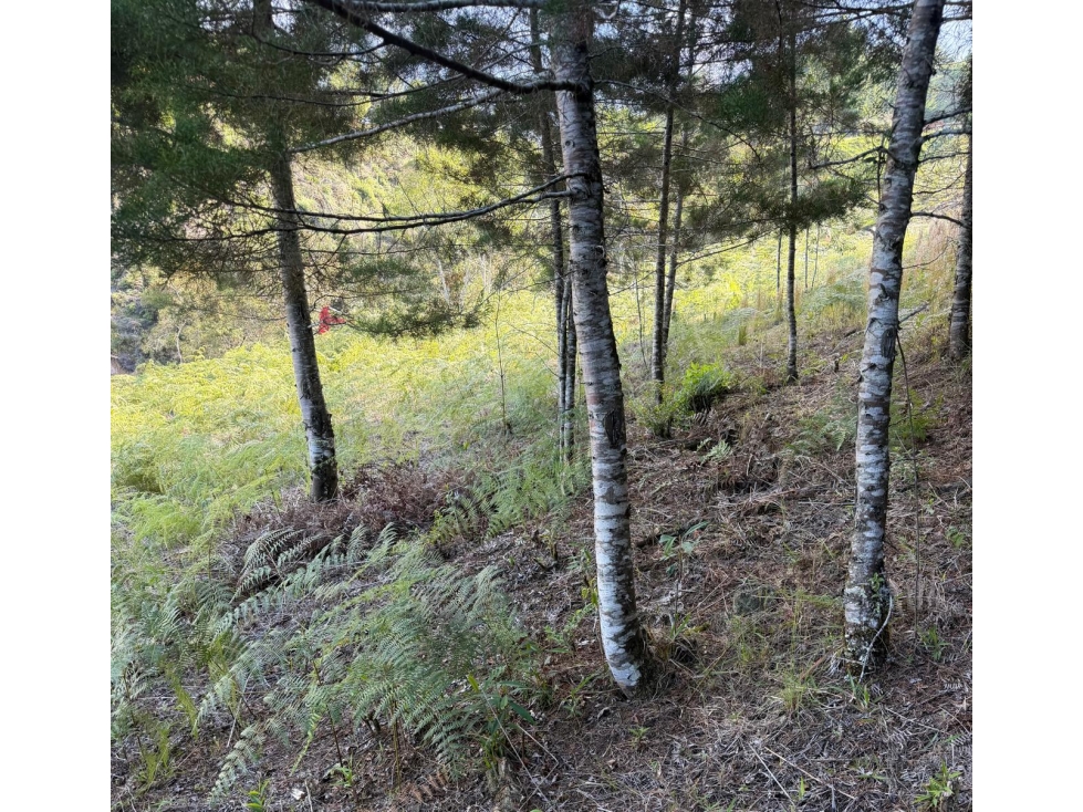 VENDO LOTE EN PARCELACION MIRADOR DE LA CEJA — foto 4