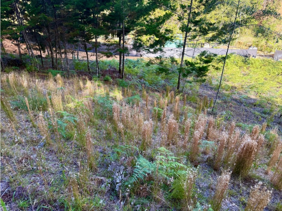 VENDO LOTE EN PARCELACION MIRADOR DE LA CEJA — foto 3