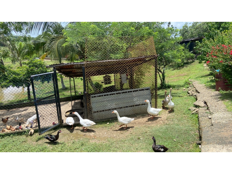FINCA EN VENTA EN LA CORDIALIDAD - BOLIVAR - 6
