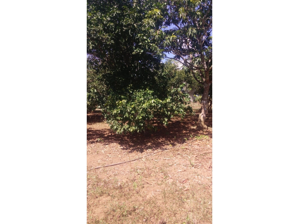FINCA EN VENTA, GAMBOTE - CARTAGENA - 6