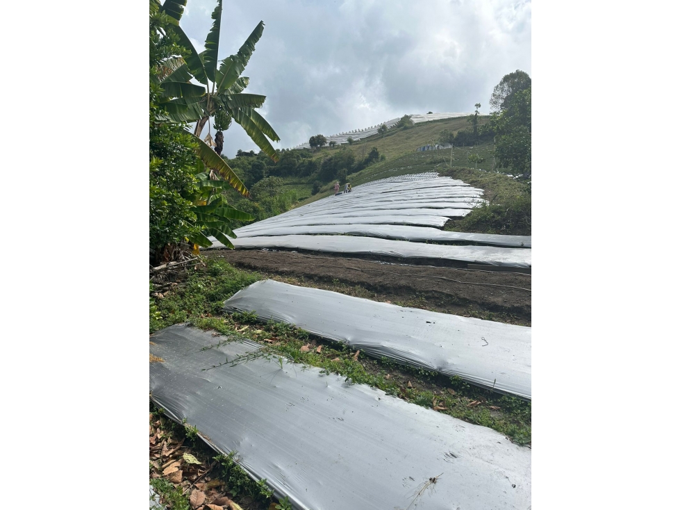 FINCA EN VENTA SECTOR VEREDA SANTO DOMINGO VILLAMARIA - 6