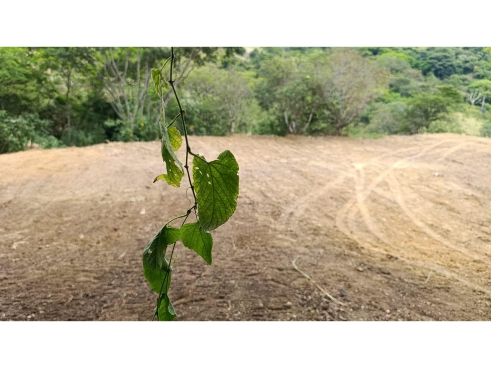 Venta Lote en San Jeronimo Palmeras 2 - 3